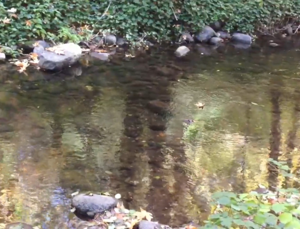 Journey Down Creek from greeley wells on Vimeo